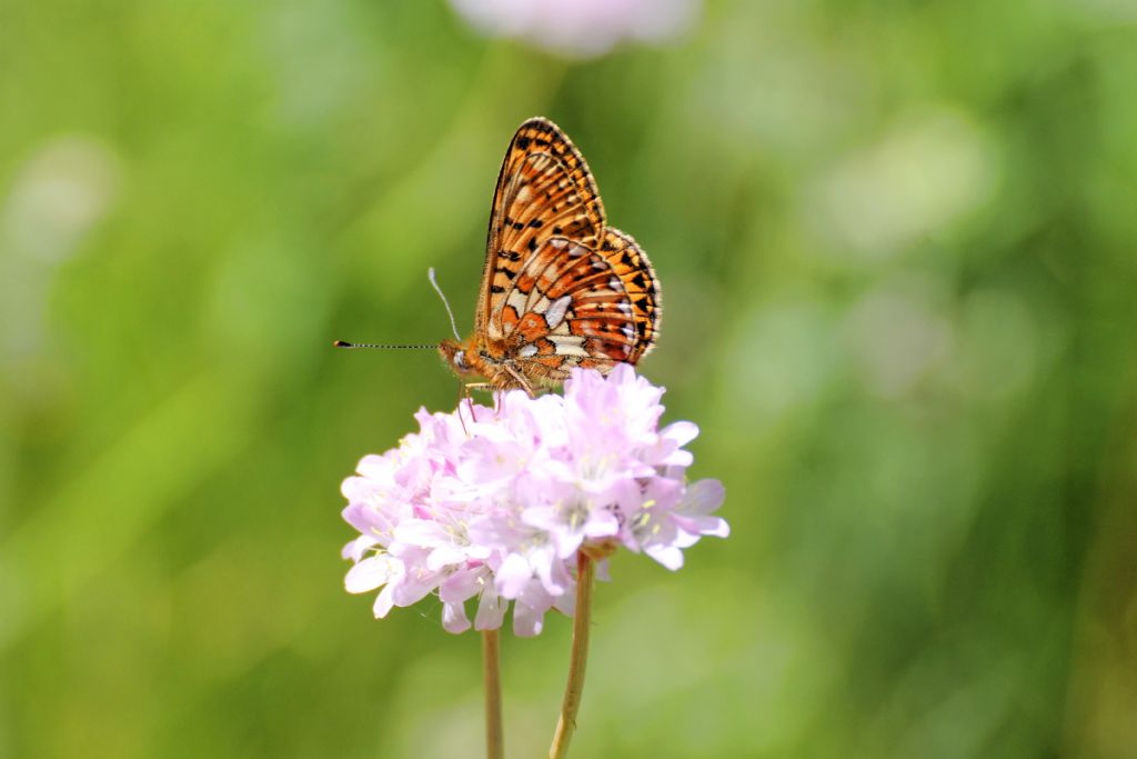 Boloria (Clossiana) euphrosyne, Nymphalidae